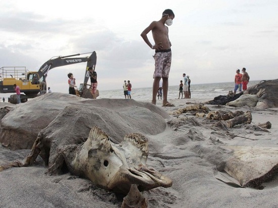 Recolher carcaças de animais mortos, esse o desafio maior