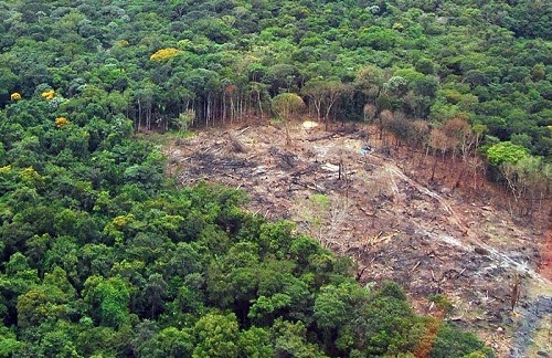 Áreas desmatadas no Pará foram reduzidas 50%