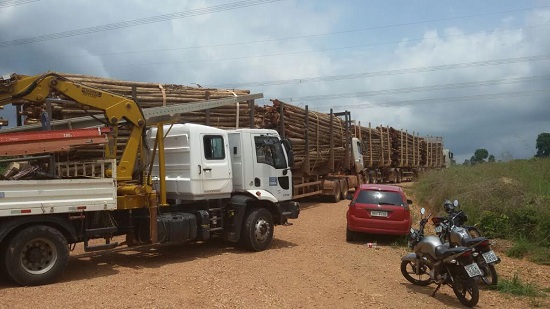 Caminhões carregados de eucalipto foram apreendidos pelos Gavião. Madeira está distribuída abaixo da linha de transmissão.