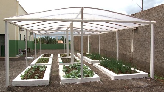 Horta da nova escola produzindo verduras para merenda escolar.