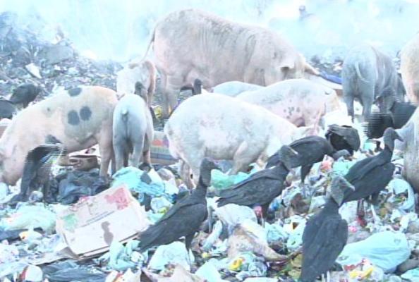 Animais se alimentam de fezes e lixo.