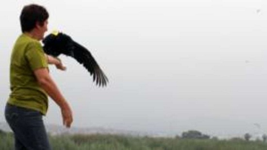 Após instalação do equipamento, aves foram libertadas