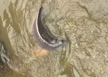 Drama no asfalto: Boto-cor-de-rosa luta pela vida em canal de Belém.