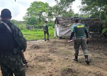 Ibama combate criação ilegal de gado na Ilha do Bananal