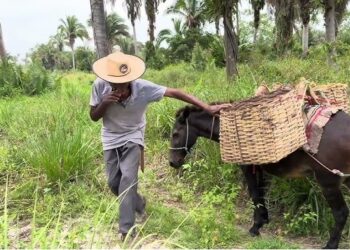 O tempo no passo do jumento: aos 107 anos, a saga de Pedro Martins